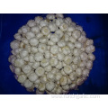 Pure White Garlic Fresh Crop 2019